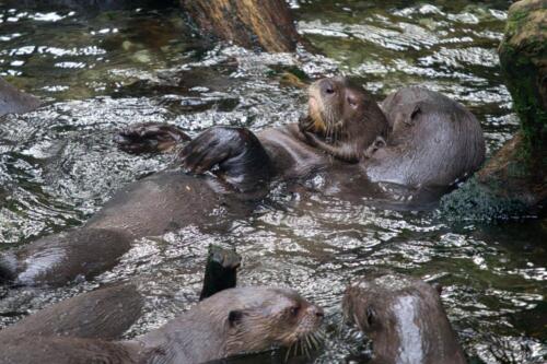 Giant otters (P. brasiliensis)
