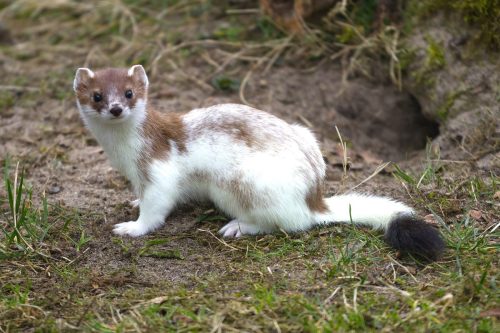 Eurasian stoat (M. erminea) in spring piebald coat.