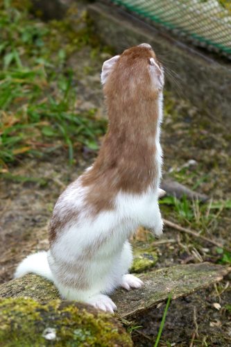 Eurasian stoat (M. erminea) in spring piebald coat.