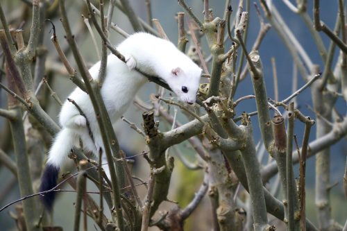 Eurasian stoat (M. erminea) in ermine coat.