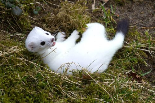 Eurasian stoat (M. erminea) in ermine coat.