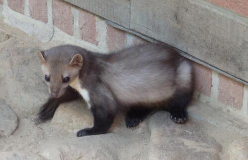 Beech marten (M. foina)
