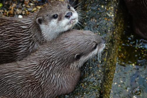 Asian Small-Clawed Otters (A. cinereus)