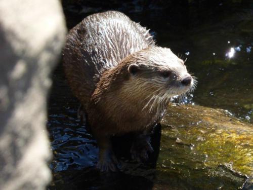 Asian small-clawed otter (A. cinereus)
