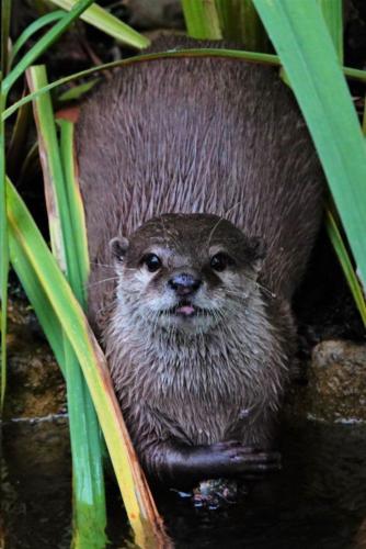 Asian Small-Clawed Otter (A. cinereus)