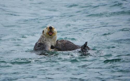 Sea otters (E. lutris)